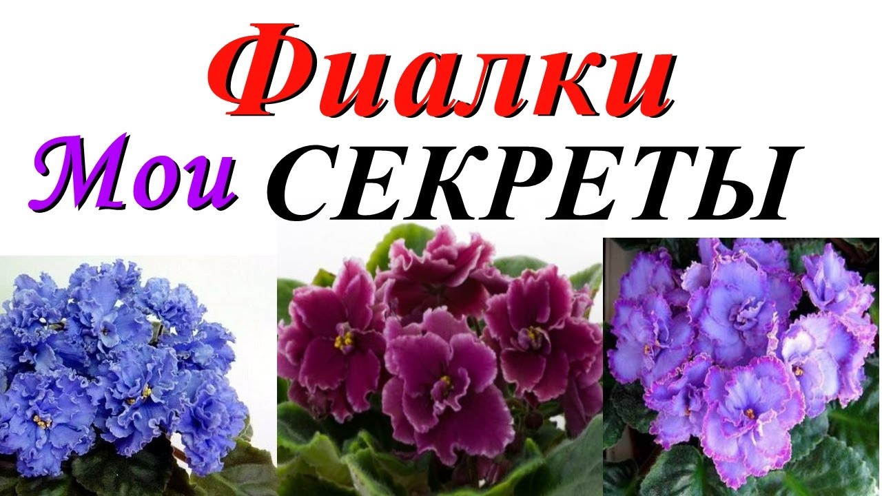 Фиалка Ян Менуэт Фото И Описание Сорта