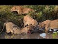 Hyenas Trying to Steal Food From Lions