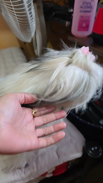 Download lagu SUPLADA #shottrending #pets