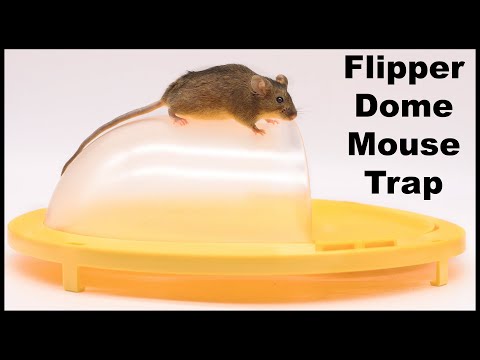 The Amazing Flip & Slide Mouse Trap - Non Stop Mouse Catches. Mousetrap  Monday Short 