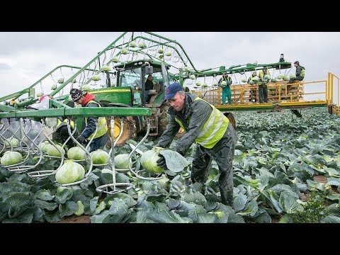 Video: Harvesting Cuttings In December