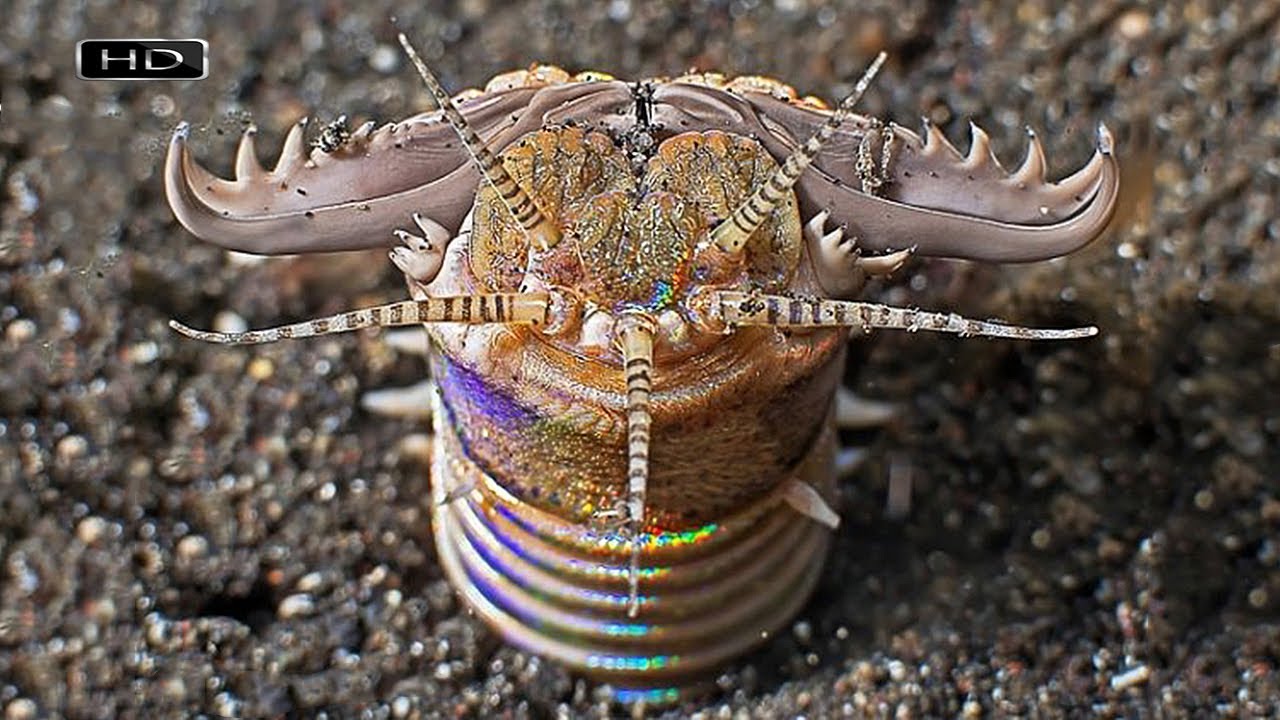 хищный морской червь боббит. эунице афродита eunice aphroditois. гигантский кольчатый червь австралийский. эунице афродита червь боббита. австралийский червь боббита.