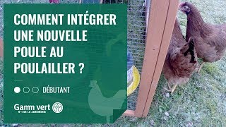 [TUTO] Comment intégrer une nouvelle poule au poulailler ? - Jardinerie Gamm vert