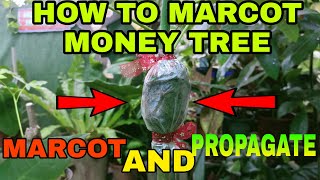 HOW TO MARCOT MONEY TREE,MARCOTING ANG PROPAGATING MONEY TREE,SIMPLE AND EASY WAY,MUTYA BALILING, Net Worth