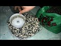 Лузга подсолнечника для рыбалки и рассады. Waste sunflower for fishingg