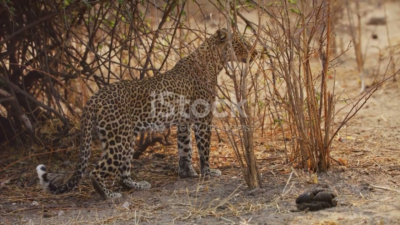 leopard terror A Fierce Encounter 🐾🐅🐯🐾🐅🐯