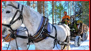 This Finnish Lumberjack Uses Horses To Remove Trees: A Sustainable Approach To Forestry by Finnish Lumberjack 4,315 views 1 month ago 9 minutes, 33 seconds