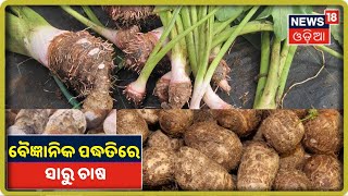 Annadata | ସାରୁ ଫସଲରେ କୋଡାଖୋସା ଓ ଖତସାର ପରିଚାଳନା