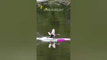 The Bird That Builds Floating Nests!