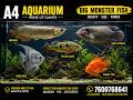 BIG MONSTER FISH COLLECTION |Arowana, Giant Gourami, Peacock Bass & More | A4 Aquarium #a4aquarium
