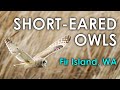 Photographing SHORT-EARED OWLS, Fir Island, WA