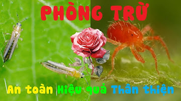 "BỌ TRĨ - NHỆN ĐỎ" - |Biện pháp xử lý An toàn - Thân thiện - Hiệu quả| - NguyenArtVlog