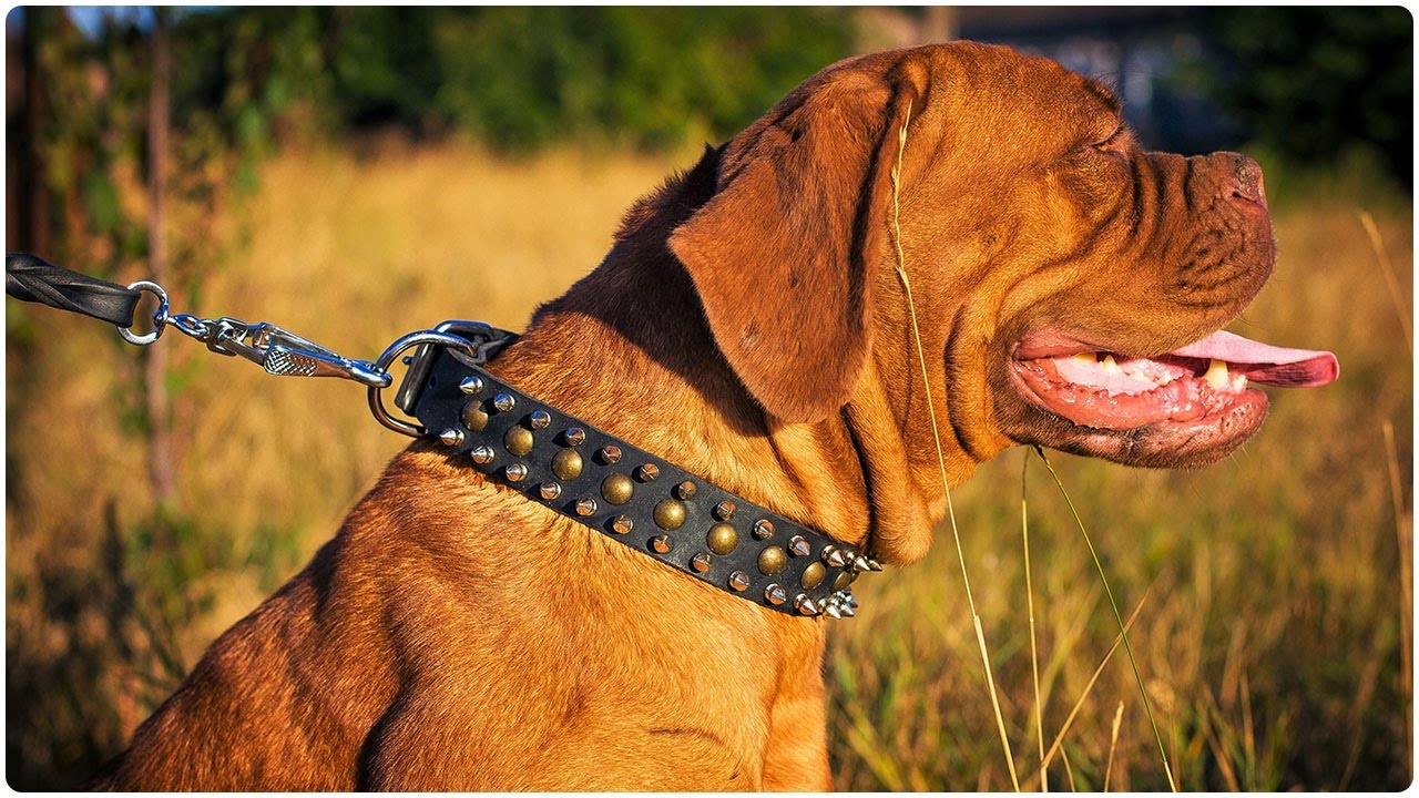 french mastiff collars