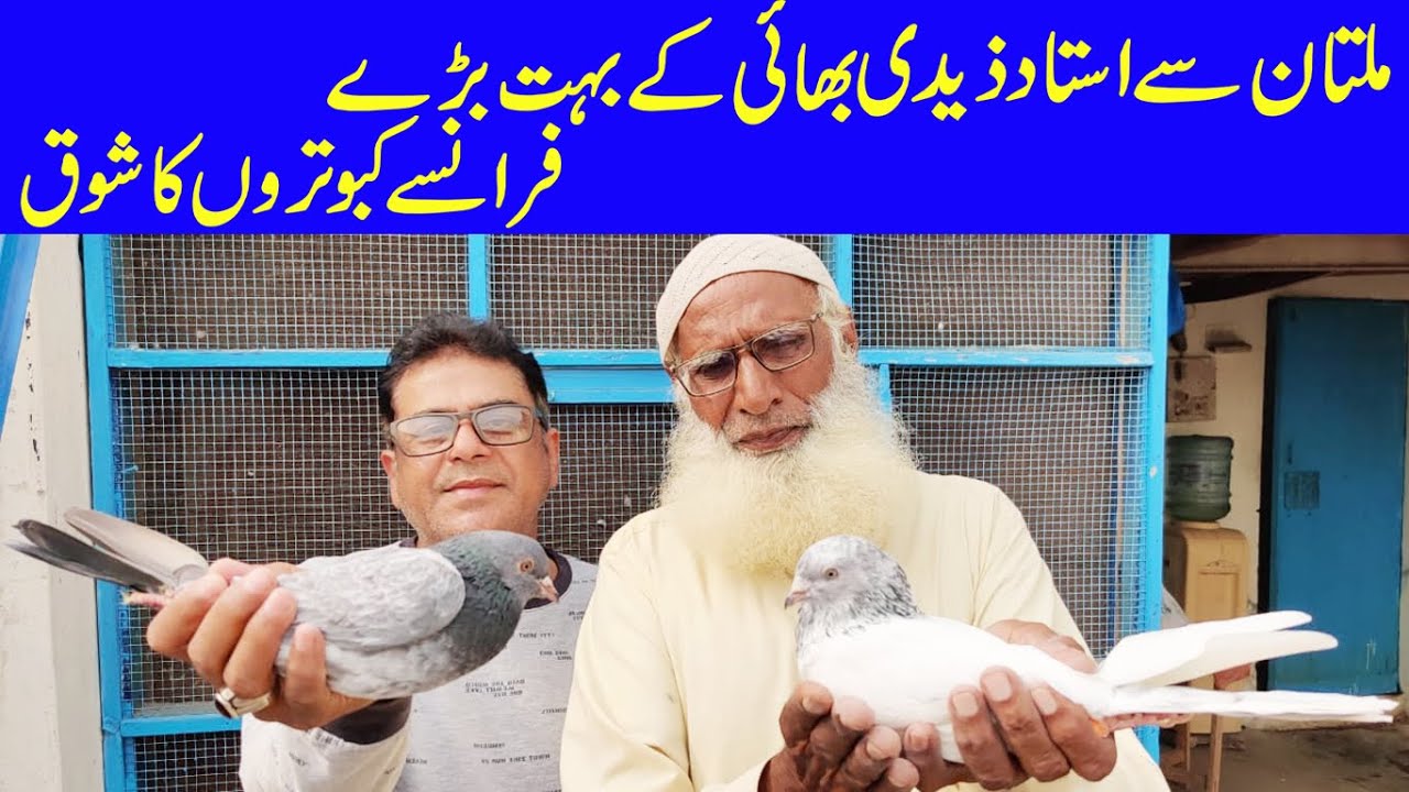 multan se ustad zadi bhai ke bhot bare francy kabootaro ka shoq part 1