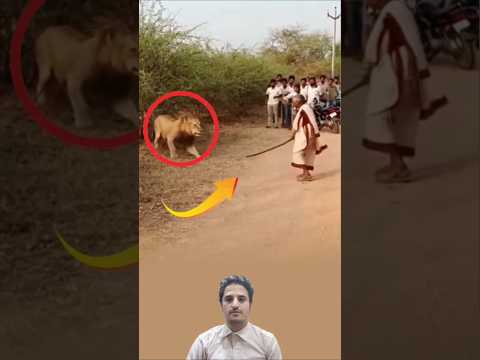 عجوز تواجه الأسد بشجاعة لا تصد ق   اكسبلور 