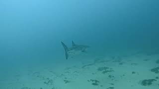 Great White Shark in Jupiter, FL (February 2025)