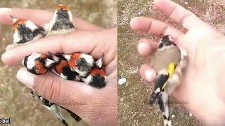 فيديوهات اطلاق طيور الحسون في الطبيعة الام