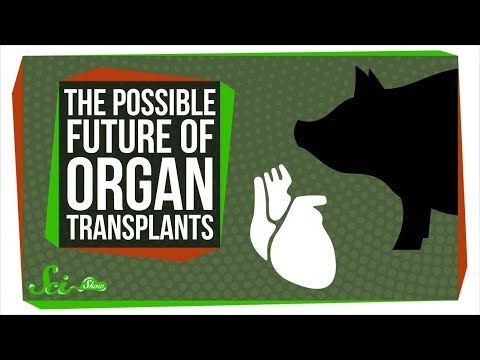 Video: It Became Possible To Grow Organs For Transplantation To Humans From Animal Organs - Alternative View