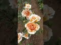 Золотой веер(Вентилятор), японская селекция
