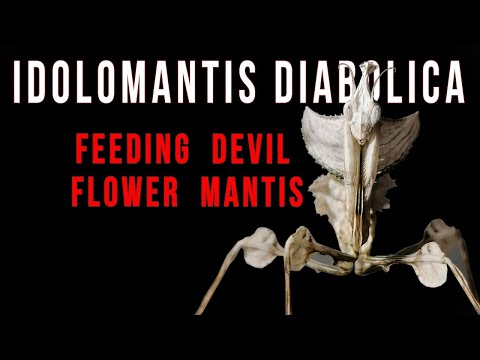 Idolomantis diabolica (devil flower mantis)