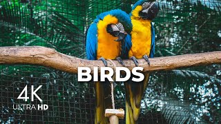 Stunning Colourful Birds Of The World | 4k Wildlife Bird Video With Relaxing Music