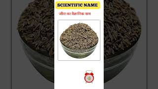 जीरा का वैज्ञानिक नाम || Scientific Name ? shorts  scientific gkinhindi scientificname