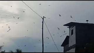 Suara walet viral . masih pagi pagi udah di respon mantap