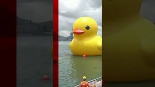 Giant ducks appear in Hong Kong. #Shorts #Ducks #HongKong #BBCNews