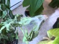 Spider nest in pepper plant.