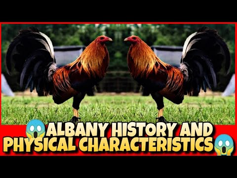 THE ALBANY HISTORY AND PHYSICAL CHARACTERISTICS.