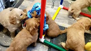 Ruby's Mini Goldendoodle Puppies 5 weeks