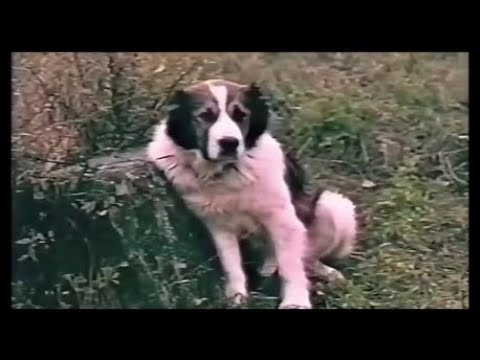 \"ლომა\" - ერთგული მეგობარი (loma)