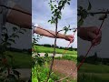 Easy Bamboo Pole Fixing Clip 🌱 #Shorts #OrchardManagement #GreenhouseSnap