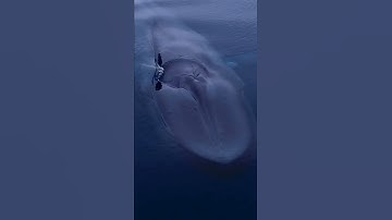 Cá voi xanh| Loài cá lớn nhất đại dương #shorts #cavoixanh