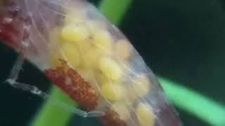 red cherry shrimp eggs macro detial zoom