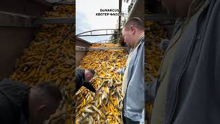 #automobile #ротоватор #farming #агротехнологии #agriculture #агробізнес #agro #соняшник