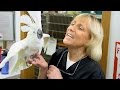 Bubba the Cockatoo Has a Spa Day