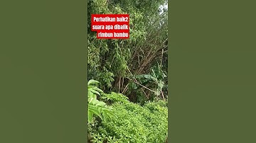 Detik Detik Terekam Suara Aneh#bambu #misteri #angker
