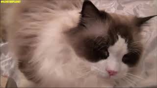 Ragdoll Cats Animal Onlinetheplanet Videos Copilation 2019 by ONLINE THEPLANET 89 views 5 years ago 14 minutes, 42 seconds