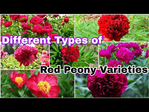 Video: Ikhtisar varietas peony terbaik dengan foto, nama, dan deskripsi