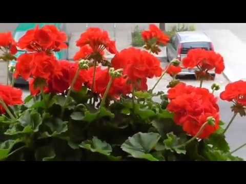 Geranie single red