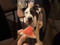 Pup Loves Watermelon #youtubeshorts #dog #watermelon