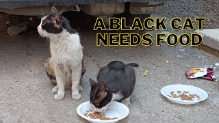 A black cat needs food