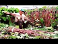 Japan Taro Stem Farming And Harvest - Taro Steam Cultivation