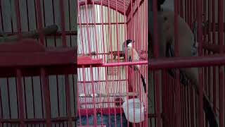 Download Lagu cendet isian kapas tembak #cendetgacor #cendet #kicaumanianusantara #burungkicau #burung #birds MP3