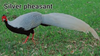 Silver pheasant