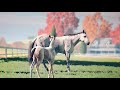 pferd erstellen IHR DÜRFT entscheiden-rival Stars horse racing Desktop Edition/reden