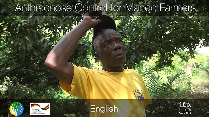 Anthracnose Control for Mango Farmers - DayDayNews