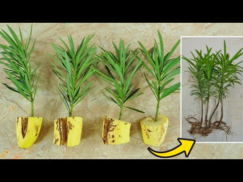 Video: Lær om Podocarpus Plants - Guide To Growing A Podocarpus Tree