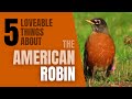 AMERICAN ROBINS - 5 Lovable things about them!